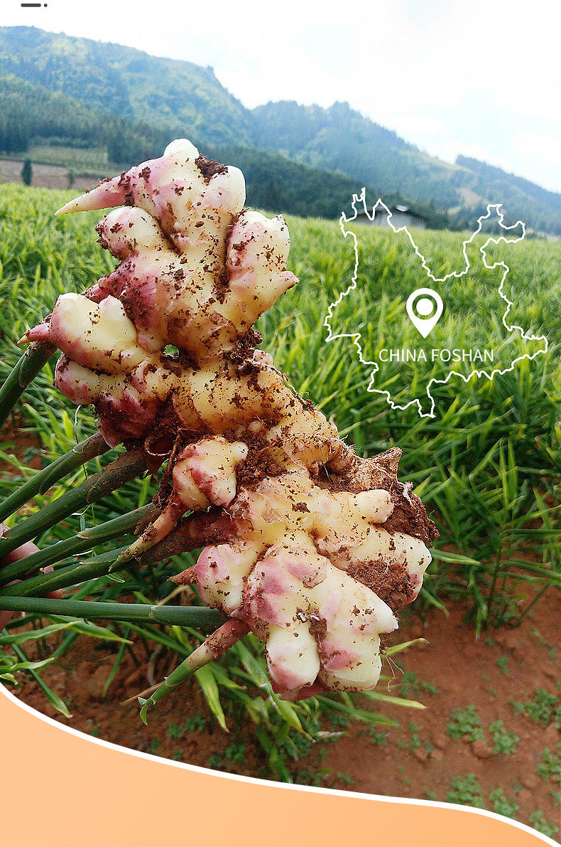 Turmeric Mask SADOER Hydrating and Moisturizing Facial Mask Sheets  Foreign Trade Live Wholesale